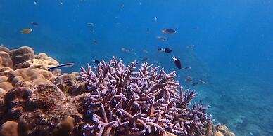 Private Vacation Villa Kohola