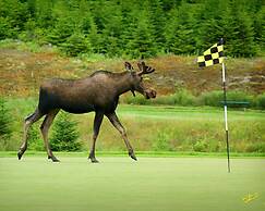 The Wilds at Salmonier River