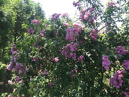 Sapa Garden Bed and Breakfast