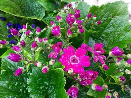 Sapa Garden Bed and Breakfast