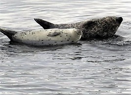 Restaurant Motel L'Étoile du Nord