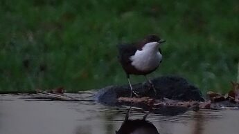 Llwyn Onn Guest House