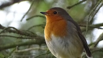 Llwyn Onn Guest House