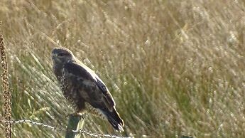 Llwyn Onn Guest House