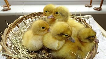 Llwyn Onn Guest House