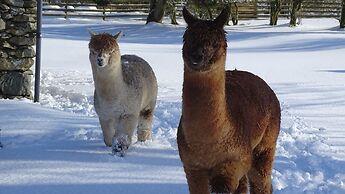 Llwyn Onn Guest House