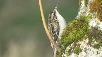 Llwyn Onn Guest House