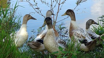 Llwyn Onn Guest House