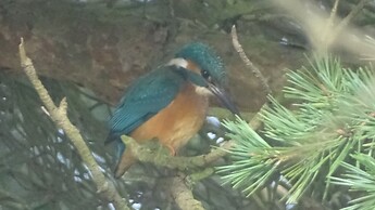 Llwyn Onn Guest House