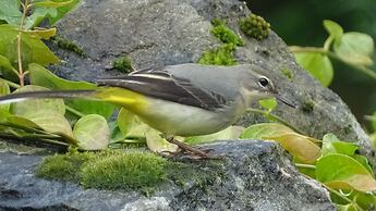 Llwyn Onn Guest House