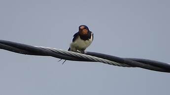 Llwyn Onn Guest House