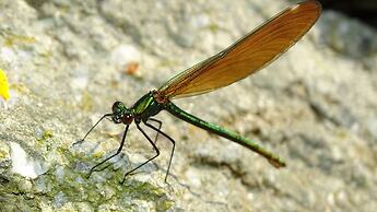Llwyn Onn Guest House