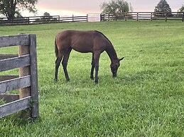 Pillow and Paddock B&B