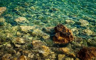 Boutique Pine Tree apartments