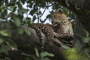 Big Game Yala by Eco Team