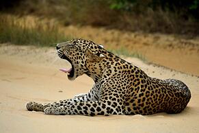 Big Game Yala by Eco Team
