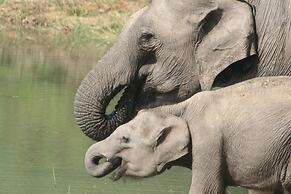 Big Game - Udawalawe by Eco Team