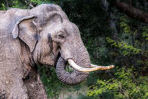 Big Game - Udawalawe by Eco Team