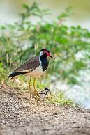 Big Game - Udawalawe by Eco Team