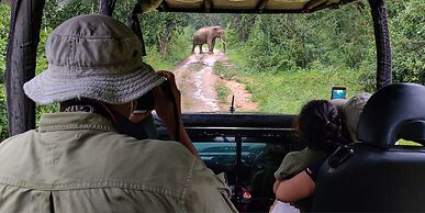 Big Game - Udawalawe by Eco Team