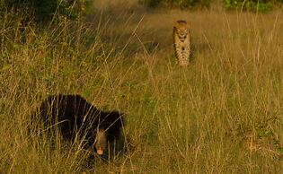 Big Game - Wilpattu by Eco Team