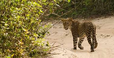 Big Game - Wilpattu by Eco Team