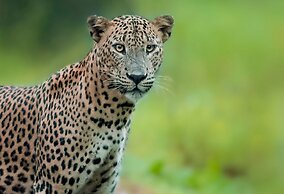 Big Game - Wilpattu by Eco Team