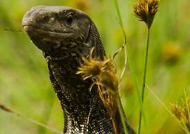Big Game - Wilpattu by Eco Team