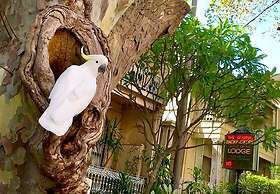 Original Backpackers