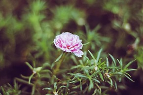 Maneerote Hotel Surin