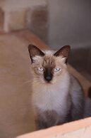 Riad Emberiza Sahari