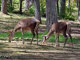 Cabañas Llano de los Conejos
