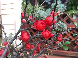 Thai Binh Sapa Hotel