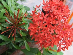 Alicia's Bed & Breakfast