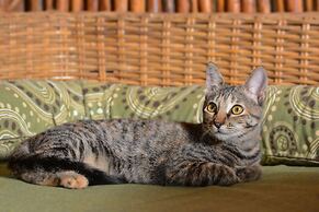 Zentik Project Boutique Hotel & Spa