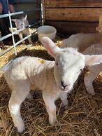 Dawn Chorus Holidays