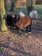 Dawn Chorus Holidays