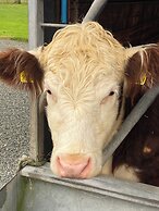 Dawn Chorus Holidays