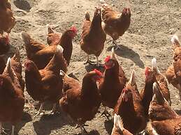 Dawn Chorus Holidays