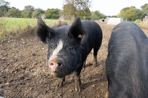 Dawn Chorus Holidays