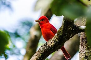 Hotel Holístico Monteverde