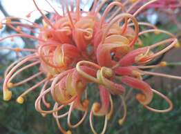 Tennessee Hill Chalets