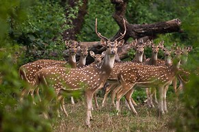 GREEN MANSIONS JUNGLE RESORT