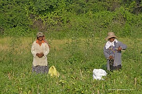 The Yala Camping