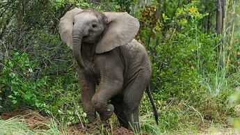 Monomotapa Village at Legend Golf & Safari Resort