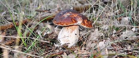 Hotel Rural y SPA La Senda de los Caracoles