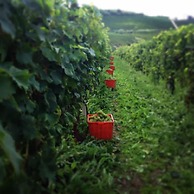 Agriturismo Cà Trinchè
