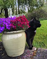 The Bell At Skenfrith