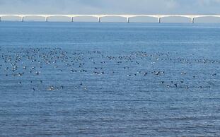 Amherst Cove Cottages