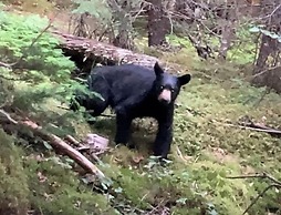 Renfro's Lakeside Retreat - Cabin's and R.V. Park